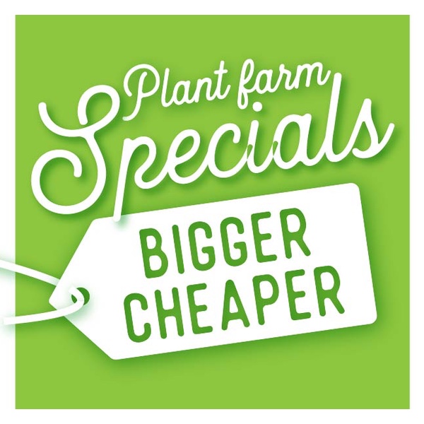 Category Image Specials