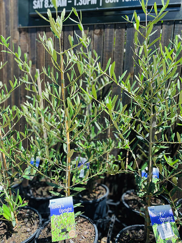 Nursery-plants-contact-2