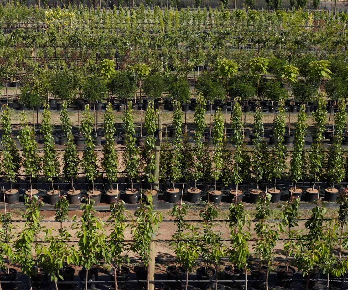Plant-Farm-trees