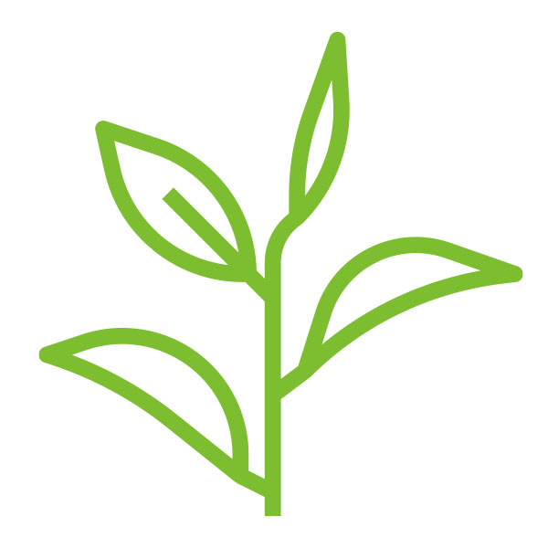 Category Image Trees