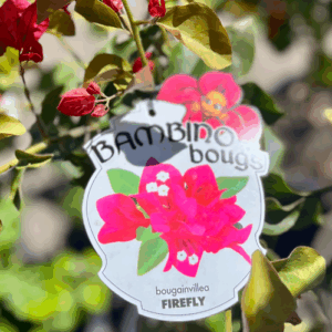 BOUGAINVILLEA Bambino 'Firefly'