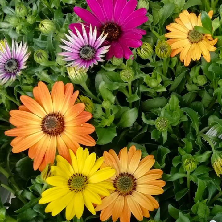 OSTEOSPERMUM Varieties