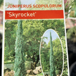 JUNIPERUS 'Sky Rocket'