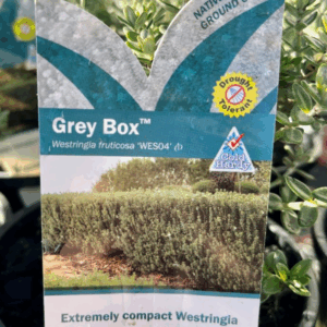 WESTRINGIA 'Grey Box' (WES04)