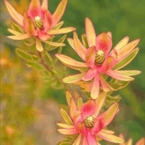LEUCADENDRON 'Spring Blaze'