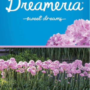 ARMERIA Dreameria 'Sweet Dreams'