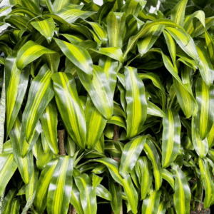 DRACAENA fragrans 'Massangeana' (Happy Plant)