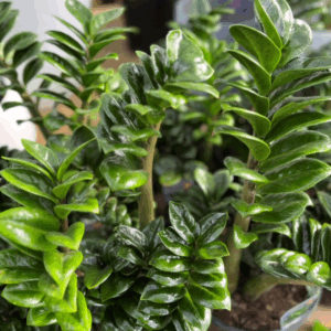 ZAMIOCULCAS 'Zenzii' (Zanzibar) - Image 2