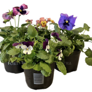 POTTED COLOUR
