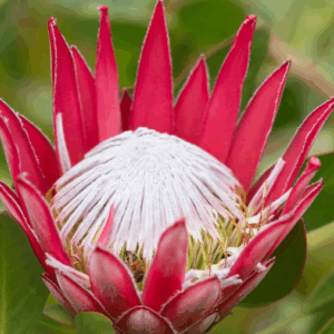 PROTEA Varieties