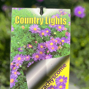 BRACHYSCOME multifida 'Country Lights'