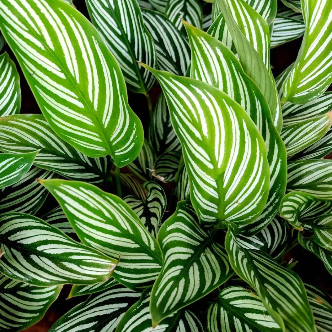 Calathea elliptica Vitata