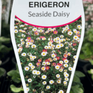 ERIGERON karvinskianus 'Seaside Daisy'