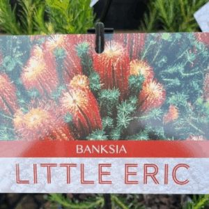 BANKSIA ericifolia 'Little Eric'