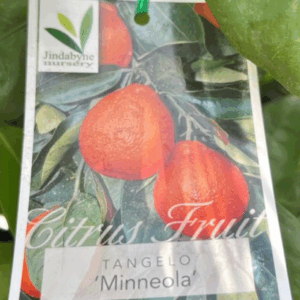 CITRUS Tangelo 'Minneola'