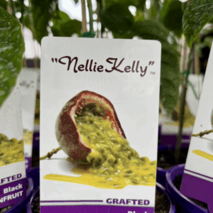 PASSIONFRUIT Varieties