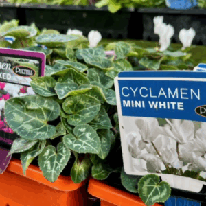 CYCLAMEN Quad Punnets