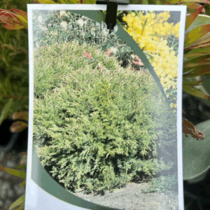 ACACIA fimbriata 'Dwarf'
