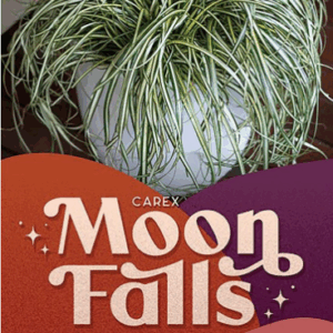 CAREX 'Moon Falls'