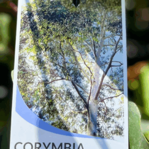 CORYMBIA maculata (Spotted Gum)