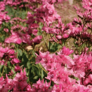 LIMONIUM peregrinum  'Roseum'