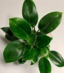 PHILODENDRON 'Green Princess’