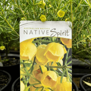 BORONIA megastigma 'Lutea'