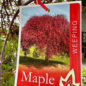 ACER palmatum 'Atropurpureum' (Purple Weeping Maple)