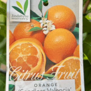 CITRUS Orange 'Seedless Valencia'