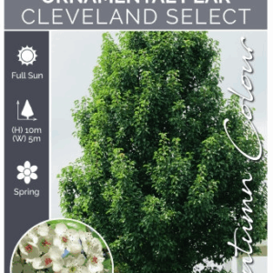 PYRUS calleryana 'Cleveland Select'