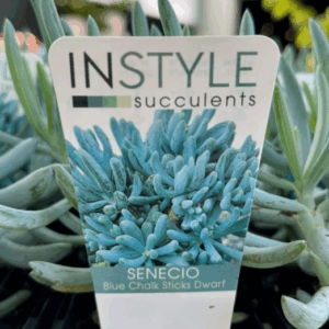 SENECIO serpens 'Blue Chalk Sticks' (Dwarf)