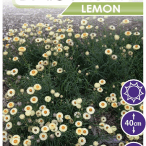 Bracteantha ‘Daisy Fields Lemon’