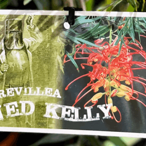 GREVILLEA 'Ned Kelly'