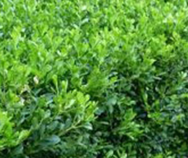 Buxus microphylla - Korean Box
