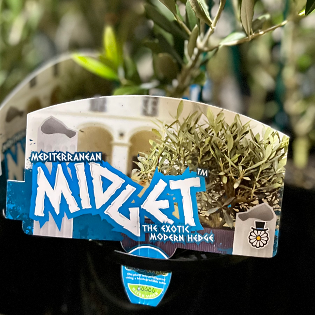 OLEA europaea 'Mediterranean Midget' (Non-Fruiting Dwarf Olive)