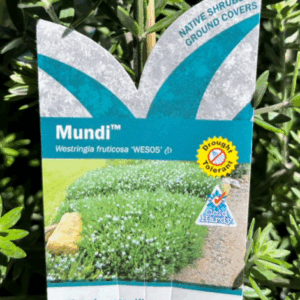 WESTRINGIA 'Mundi'