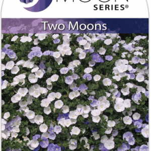 CONVOLVULUS 'Two Moons'