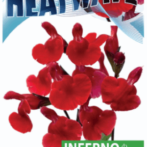 SALVIA 'Heatwave Inferno'