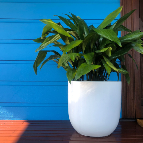 GARDENLITE Egg Planter White