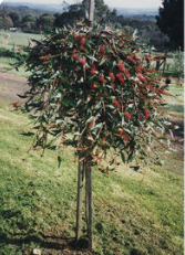 GREVILLEA Standards