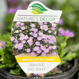 BRACHYSCOME 'Mauve Delight'