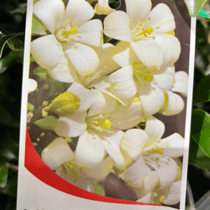 MURRAYA paniculata