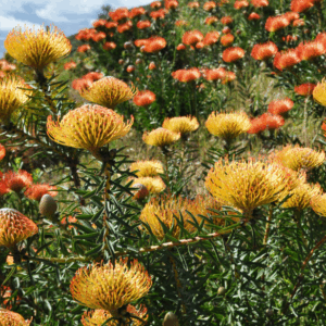 LEUCOSPERMUM Varieties