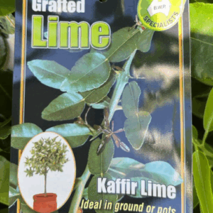 CITRUS Lime 'Kaffir'