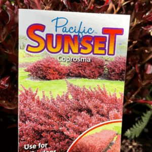 COPROSMA 'Pacific Sunset'