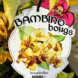 BOUGAINVILLEA Bambino 'Siggi'