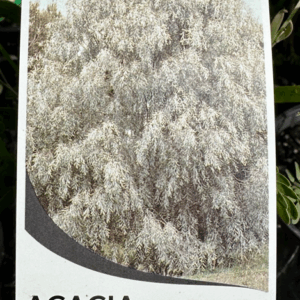 ACACIA pendula