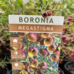 BORONIA megastigma