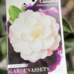 CAMELLIA sasanqua 'Paradise Pearl'