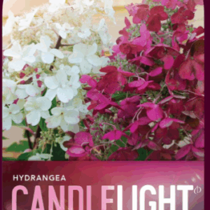 Hydrangea paniculata 'Candlelight'